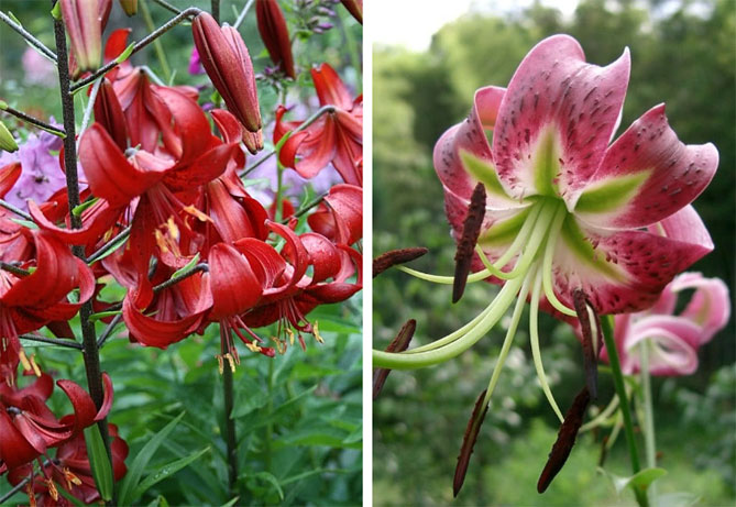Цветы лилии садовой – посадка и уход, размножение8