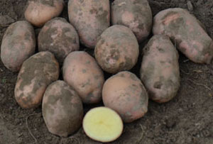 Описание лучших сортов картофеля для средней полосы России: самые урожайные и вкусные9