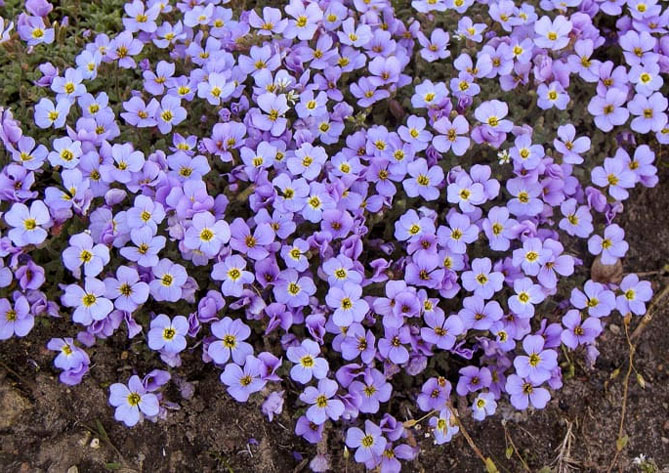 Многолетний цветок обриета (аубреция) – посадка и уход семенами в открытом грунте, сорта, фото25