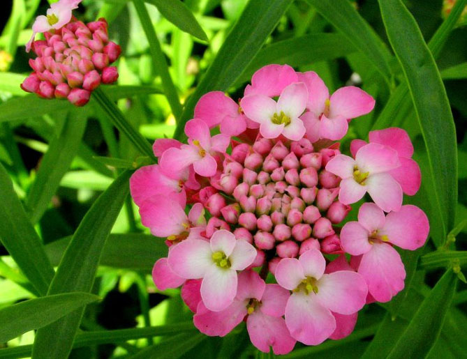 Цветок иберис: посадка, уход, выращивание из семян, когда сажать7
