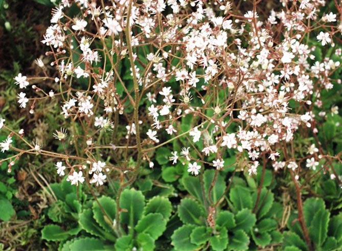 Фото и названия многолетних почвопокровных растений: цветковых и вечнозеленых35