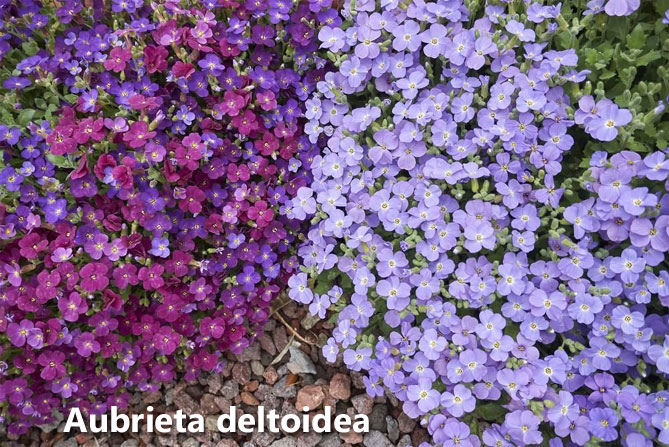 Многолетний цветок обриета (аубреция) – посадка и уход семенами в открытый грунт, сорта, фото15