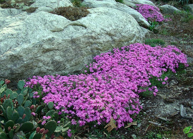 Фото и названия многолетних почвопокровных растений: цветущих и вечнозеленых8