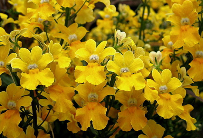 Цветы немезии - выращивание из семян, посадка в открытый грунт, уход, фото19