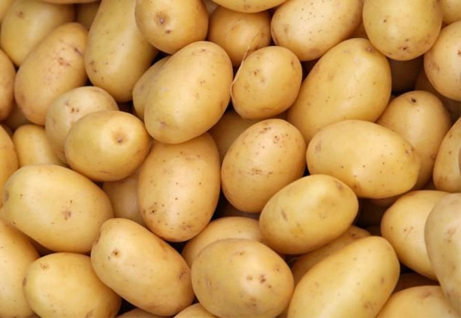 Описание лучших сортов картофеля для средней полосы России: самые урожайные и вкусные15