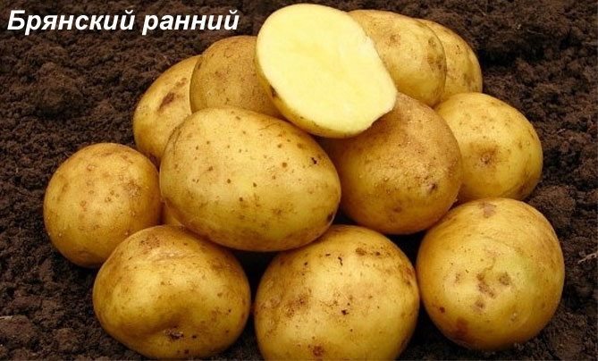Описание лучших сортов картофеля для средней полосы России: самые урожайные и вкусные16