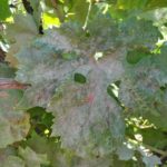 Виноград Муромец: что известно и какие особенности следует учитывать при выращивании