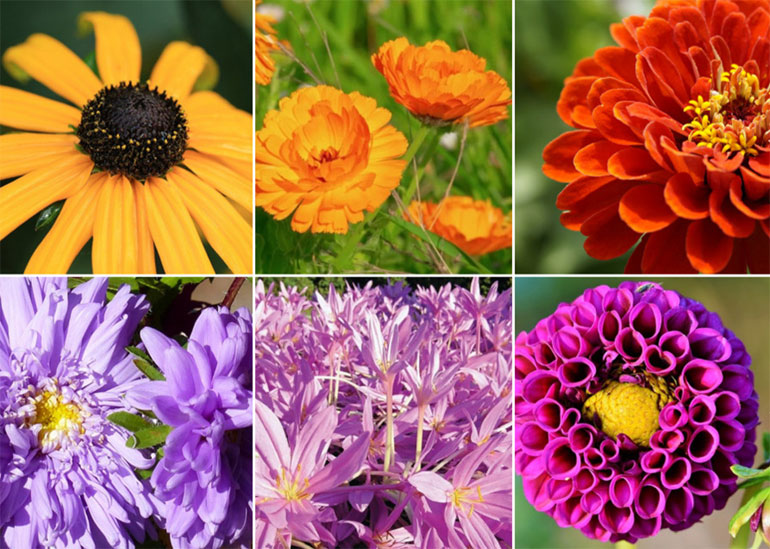 Какие цветы цветут осенью (сентябрь, октябрь) - названия, фото и описание0