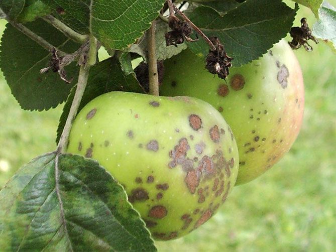 Болезни и вредители яблони с названием и описанием, лечение, фото6