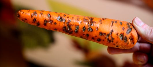 Хранение моркови на зиму: дома, погреб, подвал, мешки9