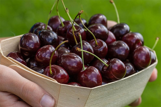 Описание сорта вишни Ипут: опылители, урожайность, отзывы и фото