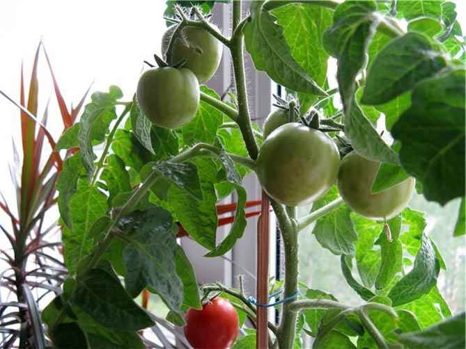 Сорт томата Балконное чудо — описание и фото, отзывы2