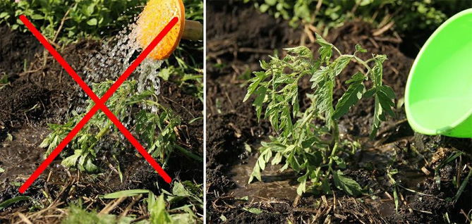 Сорт помидоров Де Барао - характеристика, урожайность, фото и отзывы16