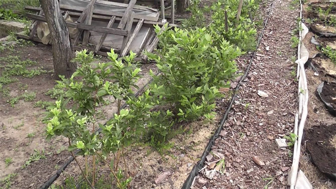 Выращивание садовой голубики на даче: правильная посадка, уход2