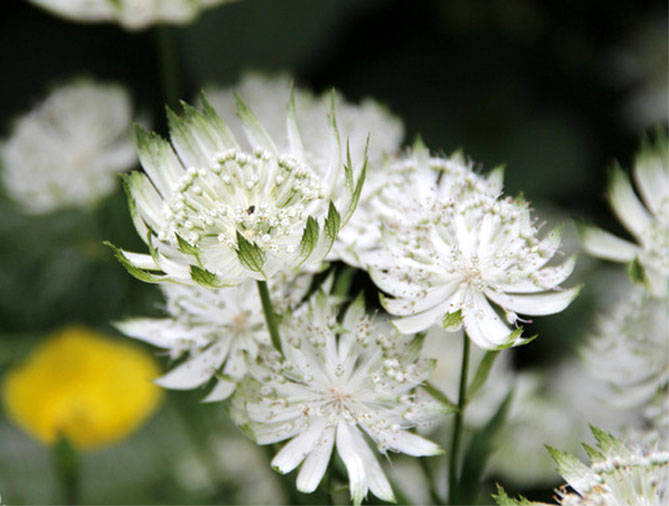 Цветок астранция – посадка, выращивание и уход в открытом грунте45