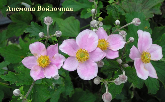 Цветы ветреницы (Anemone) – посадка и уход, размножение, фото видов и сортов7