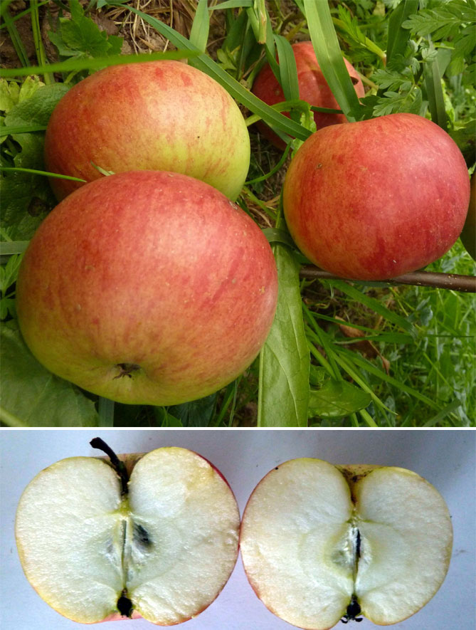 Описание сорта яблони Уэлси: урожайность, морозостойкость, фото, отзывы2