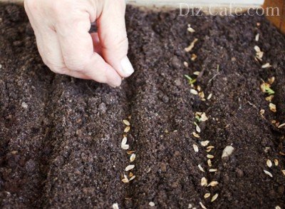 Как вырастить голубую ель — обзор выращивания из семян и черенков