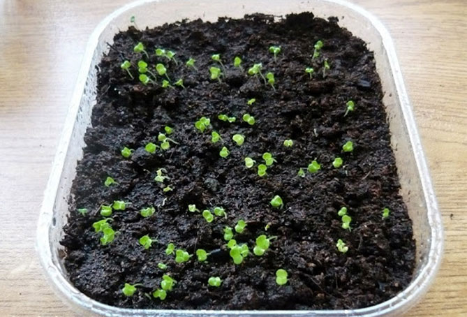 Агератум - выращивание из семян, посадка и уход, размножение16