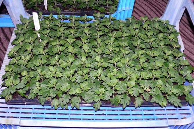 Выращивание хризантем: размножение, посадка и уход в открытом грунте12
