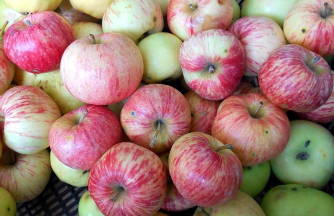 Сорт яблони Кэнди — описание и фото, отзывы садоводов9