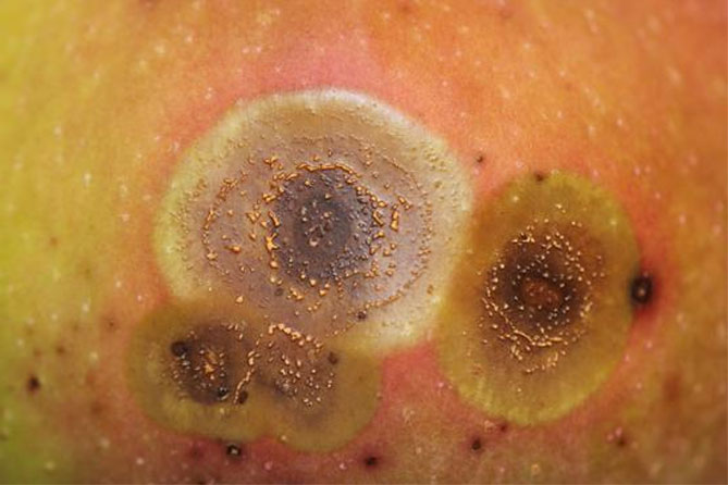 Болезни и вредители яблони с названием и описанием, лечение, фото21