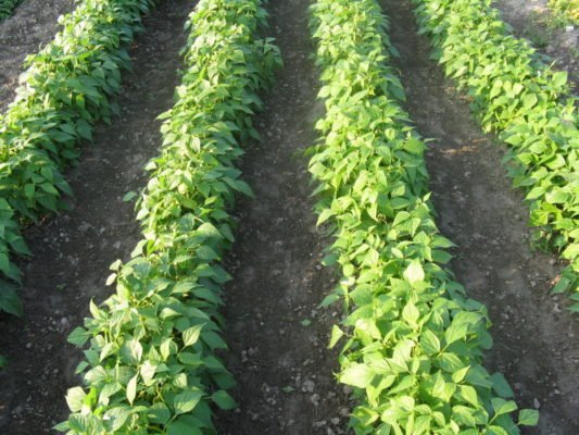 Зеленая фасоль: лучшие сорта и советы по выращиванию
