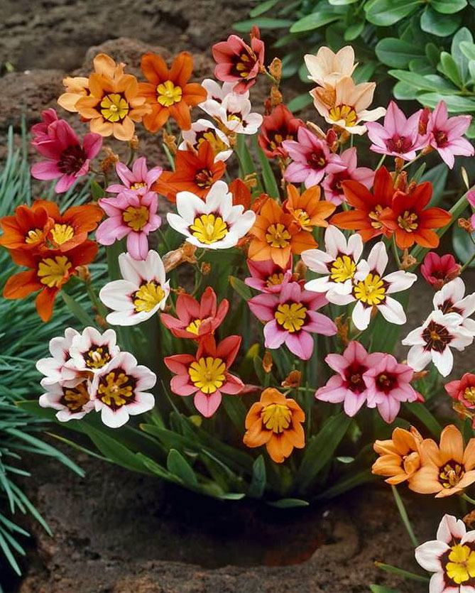 Цветы спараксиса: посадка, выращивание и уход в открытом грунте, фото в саду, сорта25