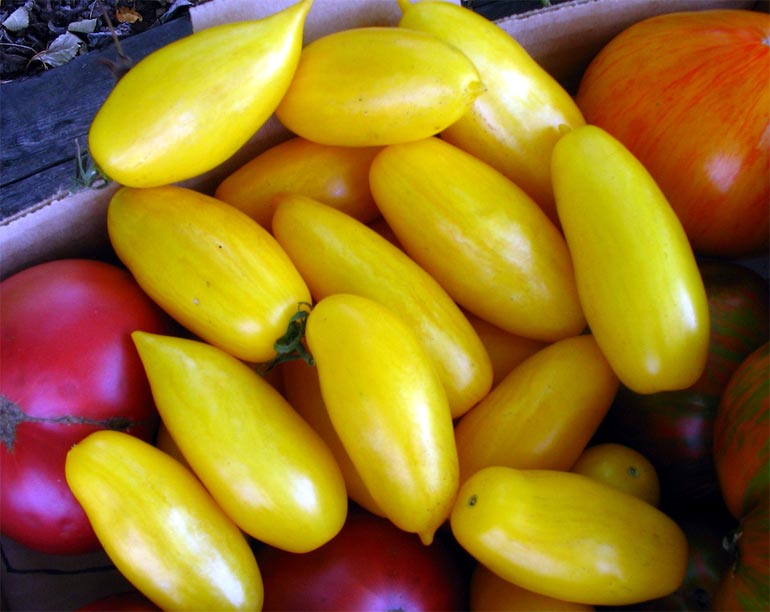 Характеристика сорта томатов Банановые ножки — описание и фото, урожайность, отзывы0