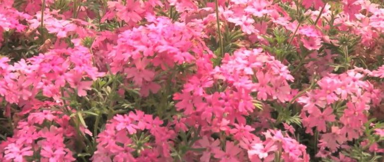 Вербена — фото цветов при посадке на рассаду14
