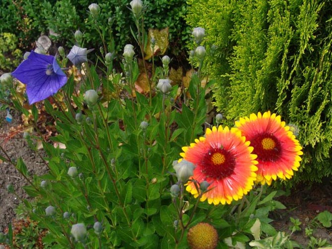 Многолетний цветок гайлардия – посадка и уход, выращивание рассады из семян, 40 сортов