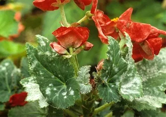 Бегония клубневая – посадка и уход в саду и горшках, размножение, фото29