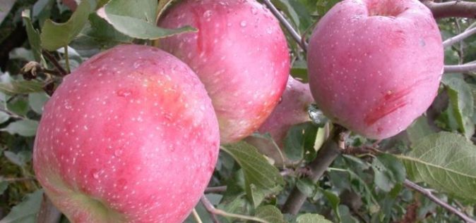 Французская Флорина — отличный сорт зимних яблонь