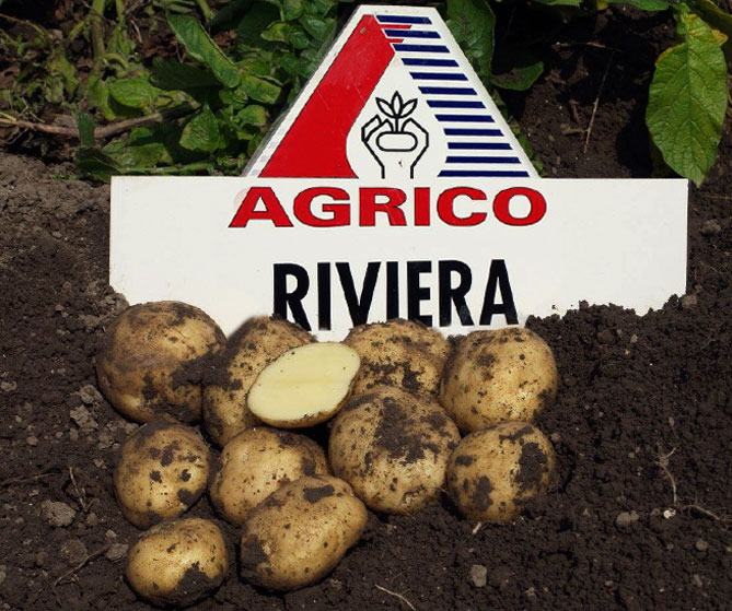 Сорт картофеля Ривьера: характеристика, описание и отзывы, вкусовые качества, агротехника, фото2