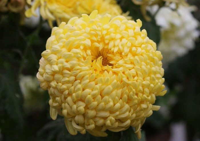 Многолетние хризантемы — сорта, фото5