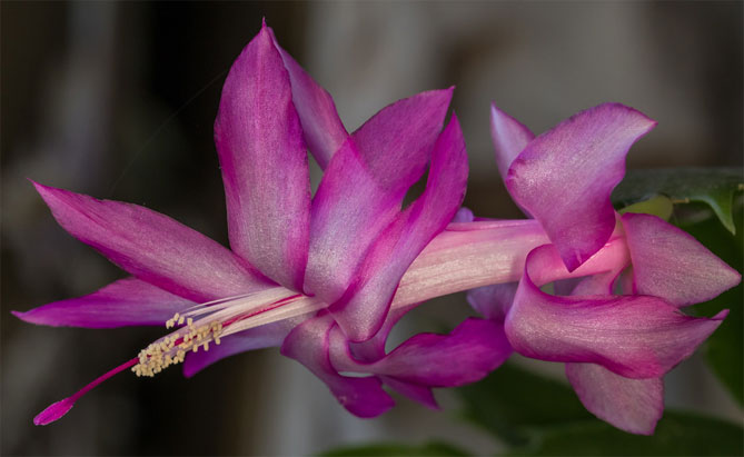 Комнатный цветок Шлюмбергера (декабрист) – уход в домашних условиях, пересадка, фото7