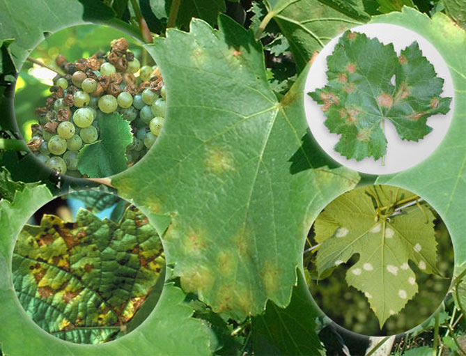 Вредители и болезни винограда: фото и описание, чем лечить, методы борьбы1