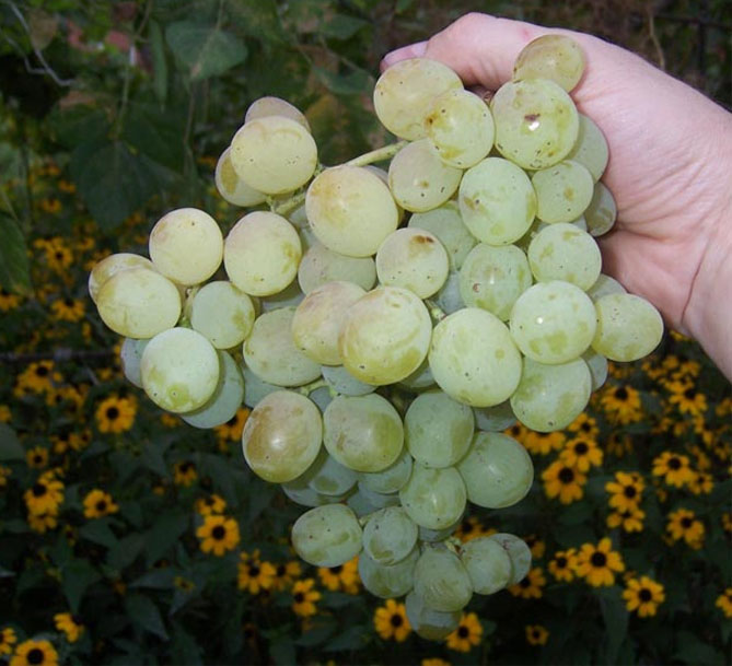 Сорт винограда Восторг — описание и характеристики, фото, отзывы2
