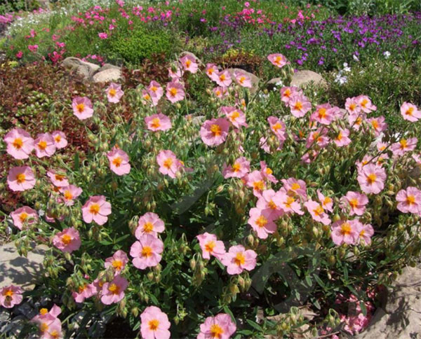 Лучшие растения для альпийской горки – цветущие, многолетние, хвойные79