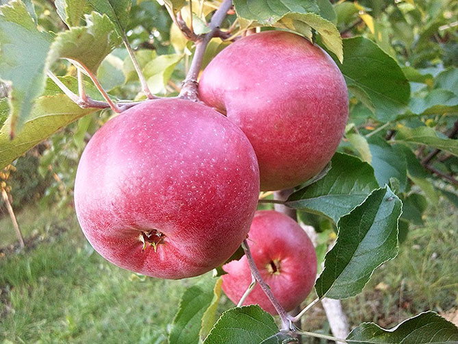 Сорт яблони Лигол – характеристика и описание, фото, отзывы садоводов3