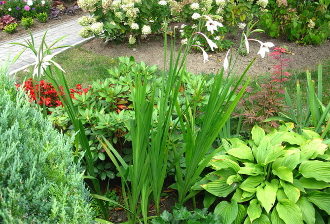 Цветы ацидантерас – посадка и уход, выращивание из луковицы, фото12