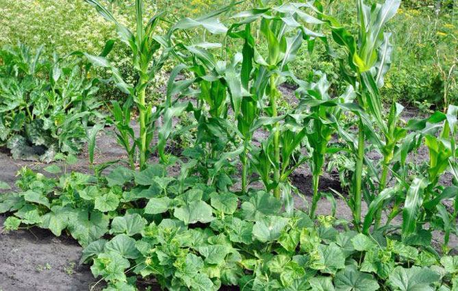 Технология выращивания огурцов в открытом грунте: посев и высадка на рассаду, удобрения, полив11