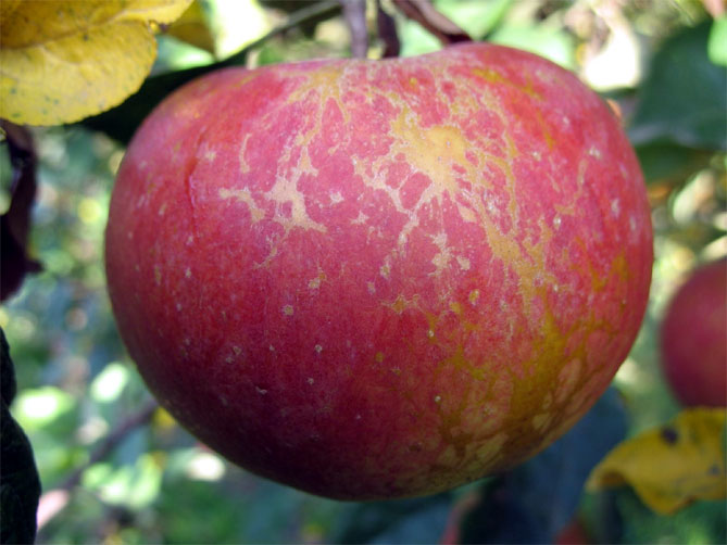 Болезни и вредители яблони с названием и описанием, лечение, фото13