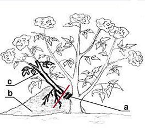 Травянистые и древовидные пионы: размножение и посадка, уход в открытом грунте (удобрение, полив)35