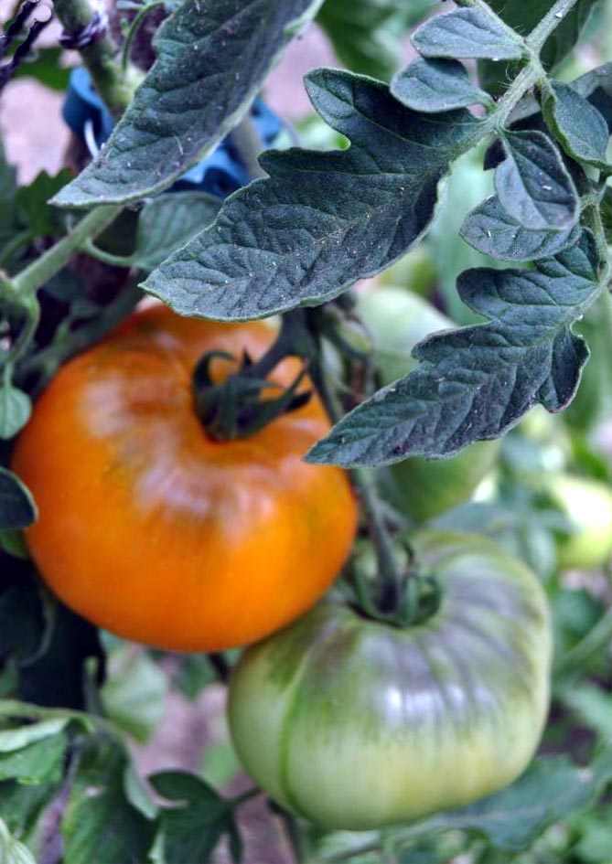 Сорт помидор Хурма — характеристика и описание, отзывы, фото1
