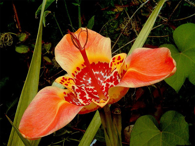 Тигридия павлинья цветочная: посадка, выращивание и уход в открытом грунте, сорта, фото5