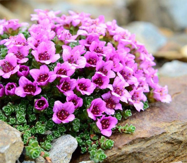 Лучшие растения для альпийской горки – цветы, многолетники, хвойные43