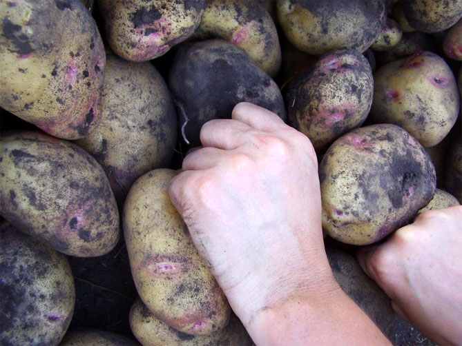 Описание и характеристика сорта картофеля Пикассо, урожайность, отзывы, фото3