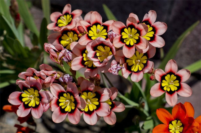 Цветы спараксиса: посадка, выращивание и уход в открытом грунте, фото в саду, сорта34