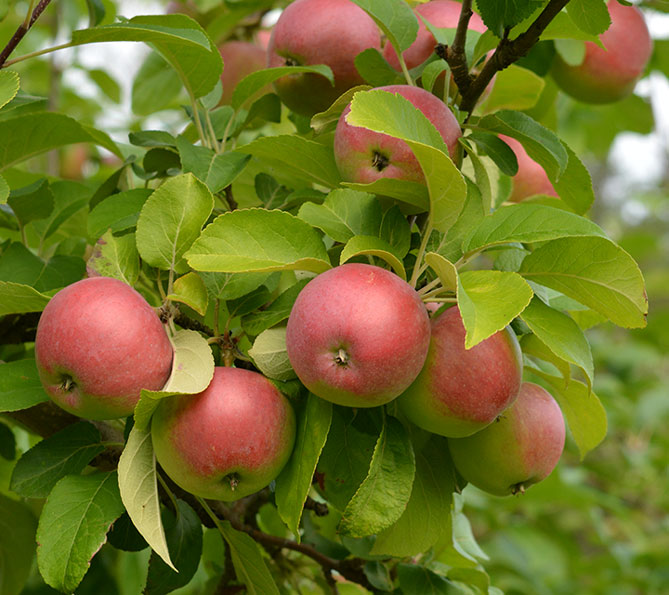 Сорт яблони Волчья — описание и фото, морозостойкость, отзывы2